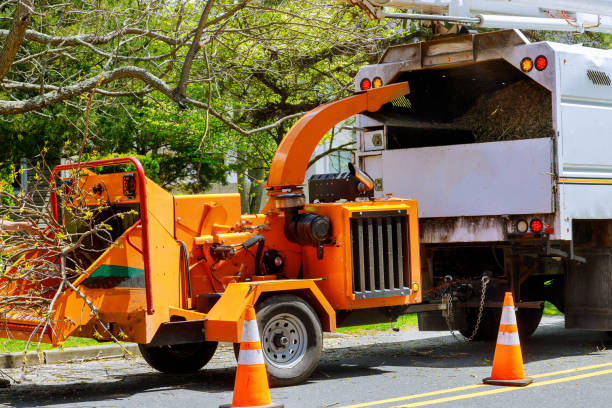 The Steps Involved in Our Tree Care Process in Penn Yan, NY